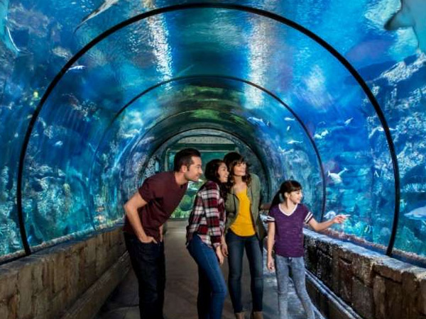 las-vegas-carousel-offers-shark-reef-01