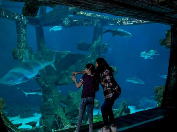 las-vegas-carousel-offers-shark-reef-04